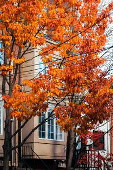 Beautiful maple trees with orange leaves on a Toronto street in fall.