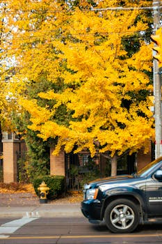 Street view in Toronto featuring a yellow maple tree in fall with passing car.