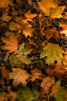 A vibrant display of maple leaves in Toronto, capturing the essence of fall's warm colors.