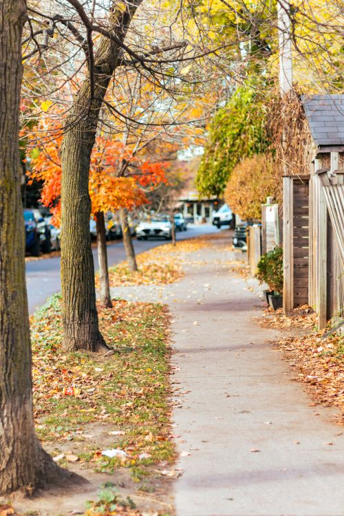 Charming Autumn Street Lined with Colorful Trees · Free Stock Photo