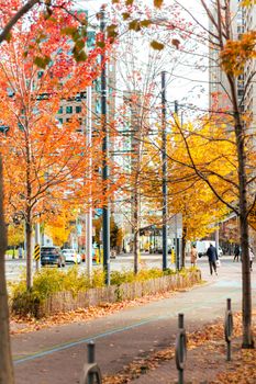 Autumn cityscape in Toronto with colorful foliage and urban street view.