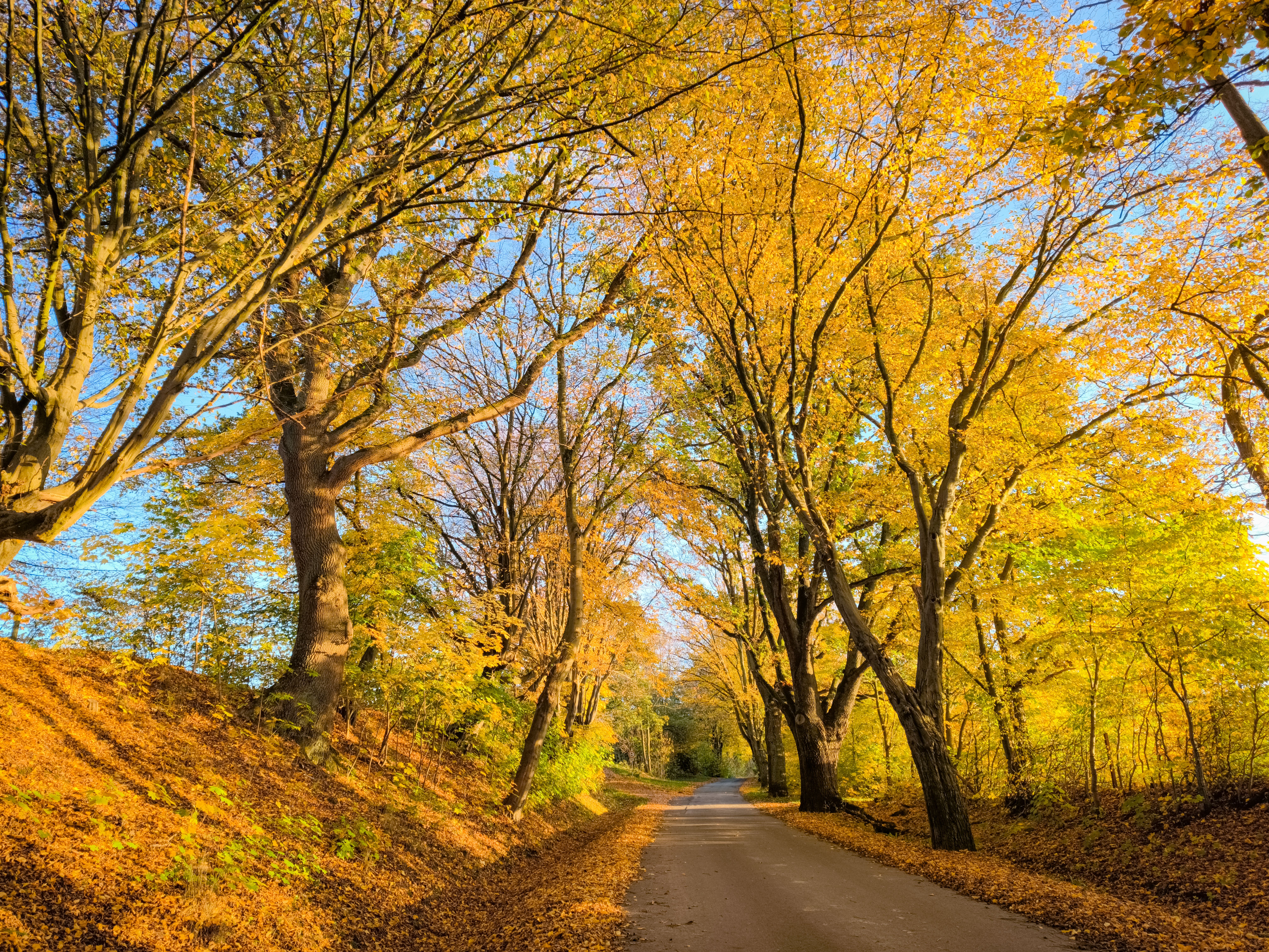 Scenic Autumn Road Lined with Golden Trees · Free Stock Photo