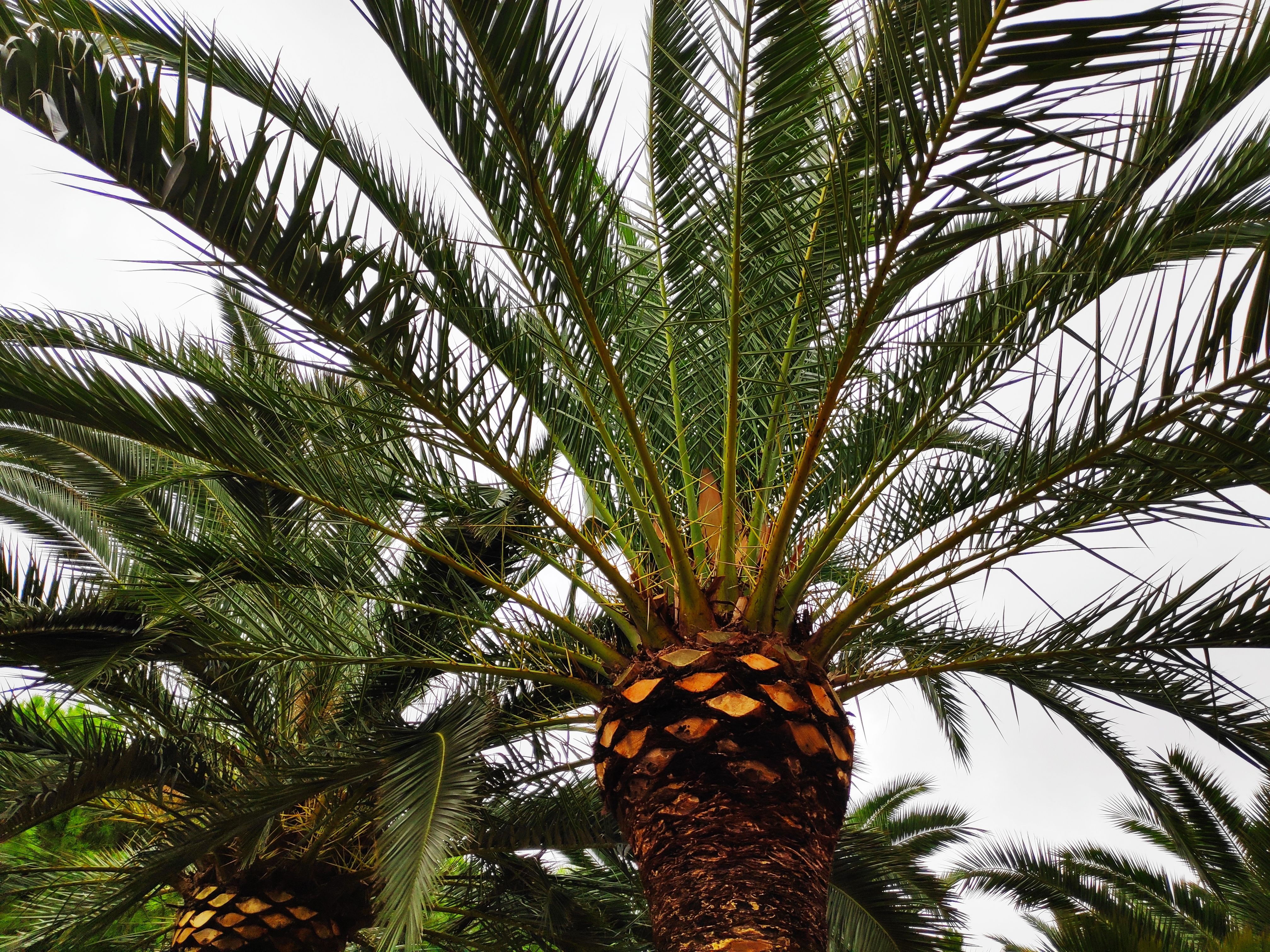 Clique Management, LLC SEO For Tree Service Companies Phoenix, AZ