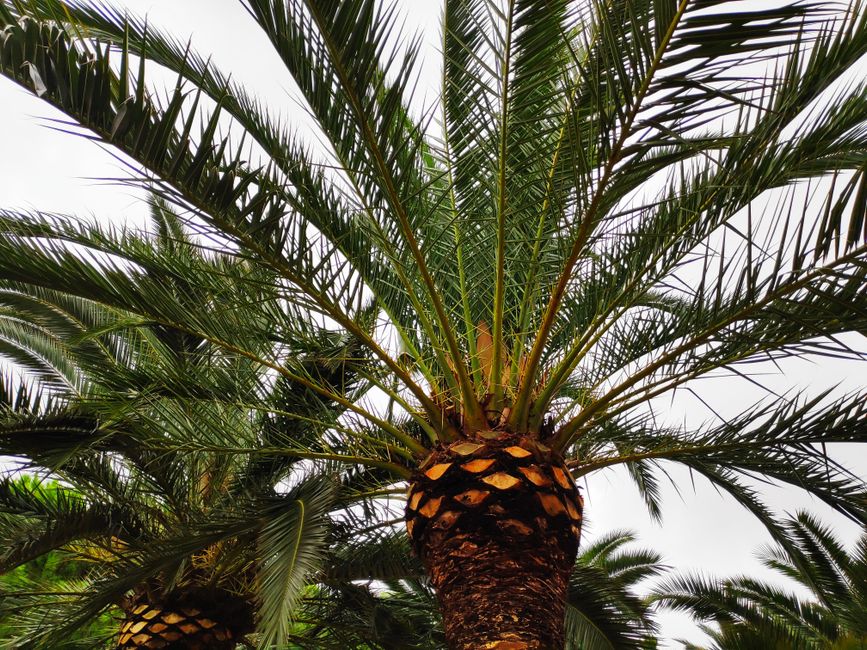 Clique Management, LLC SEO For Tree Service Companies Phoenix, AZ Clique Management, LLC SEO For Tree Service Companies Phoenix, AZ