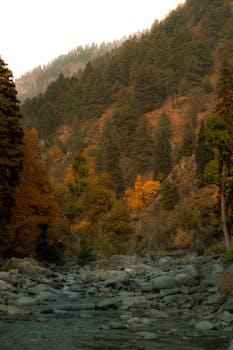 A tranquil river flowing through an autumn landscape with dense alpine trees.