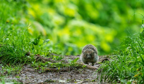 Knaagdier Op Groen Gras