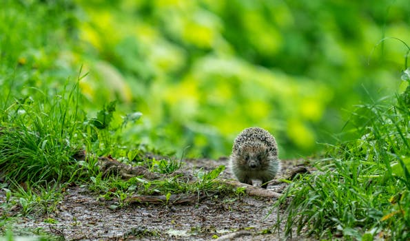 夏日里，一只刺猬在郁郁葱葱的林间小径上探索的特写
