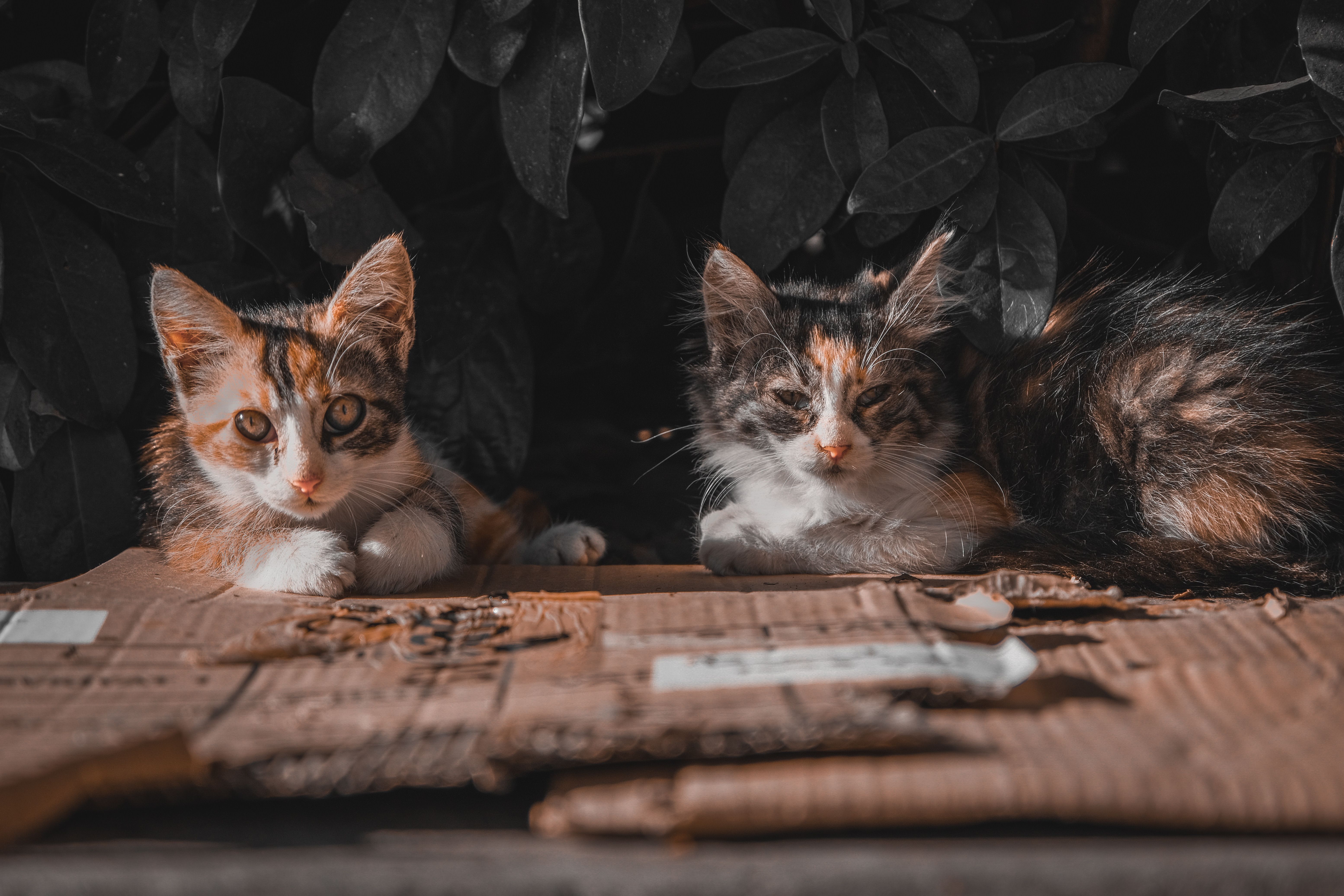 Stop pro-cat-inating and get the 8 best pet insurance companies for 2026 — Photo by Yaşar Başkurt on Pexels