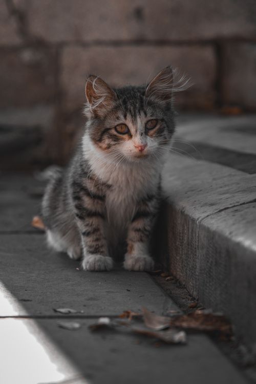 Free A cute gray tabby kitten sitting on a stone pavement in a calm and natural setting. Stock Photo