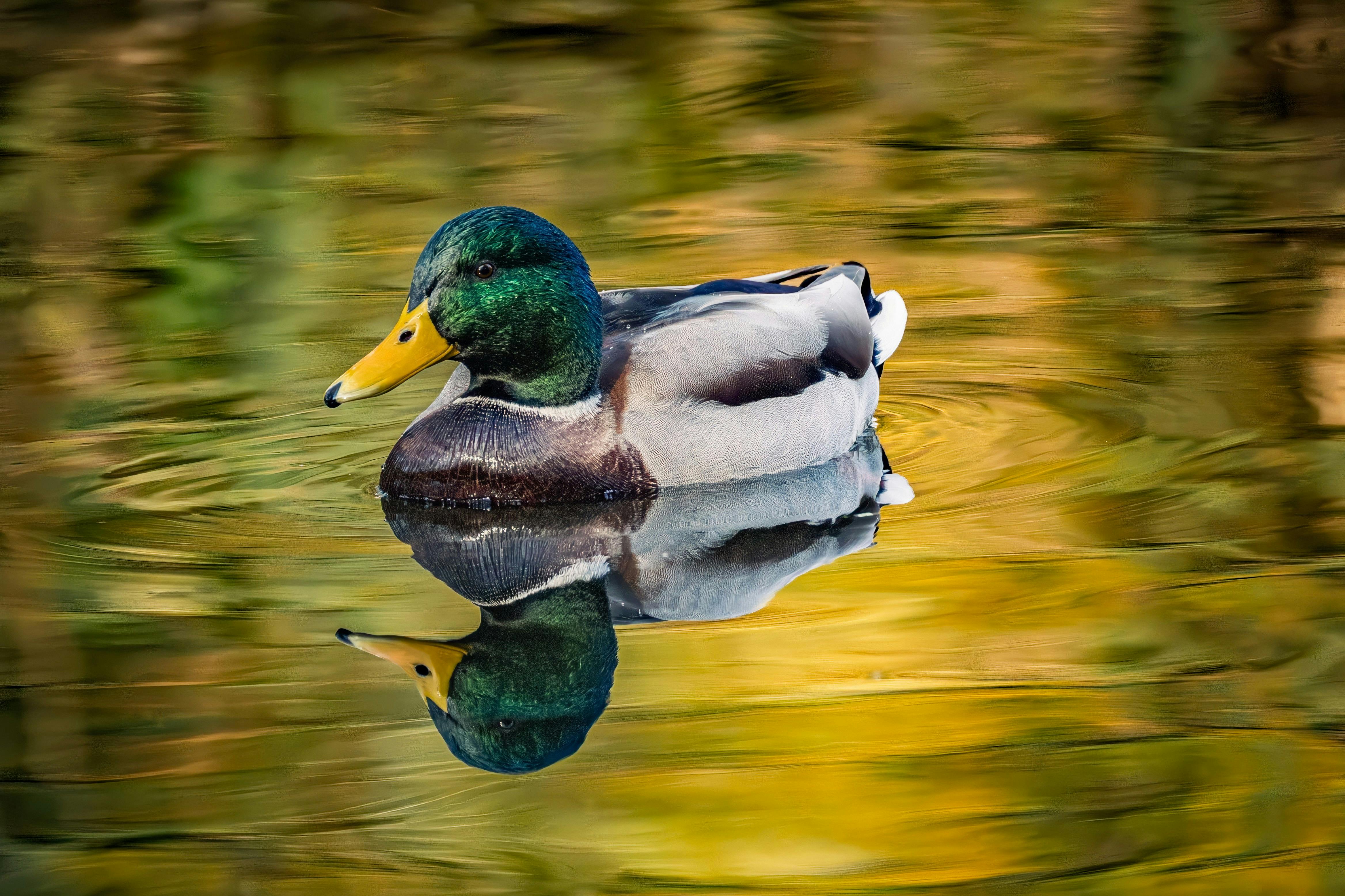 A vibrant male mallard duck gliding on a reflective pond with colorful water.
