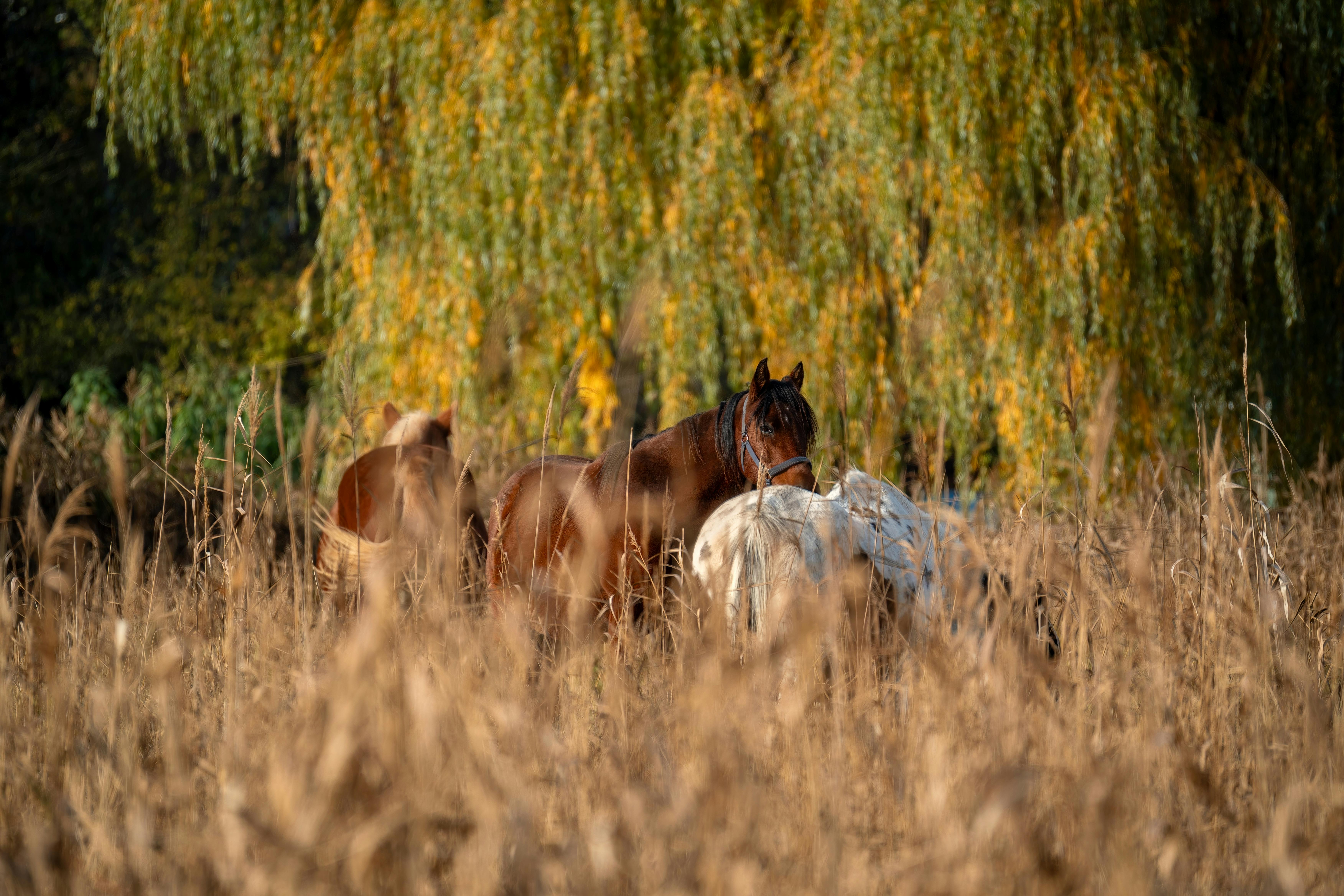 Horses peacefully grazing in a sunny, idyllic meadow amidst autumn trees.