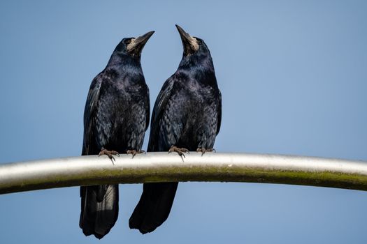 Close-up of two crows perched on a metal beam under a clear blue sky.