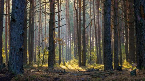 Free Tranquil woodland scene with sunlight filtering through tall trees. Stock Photo