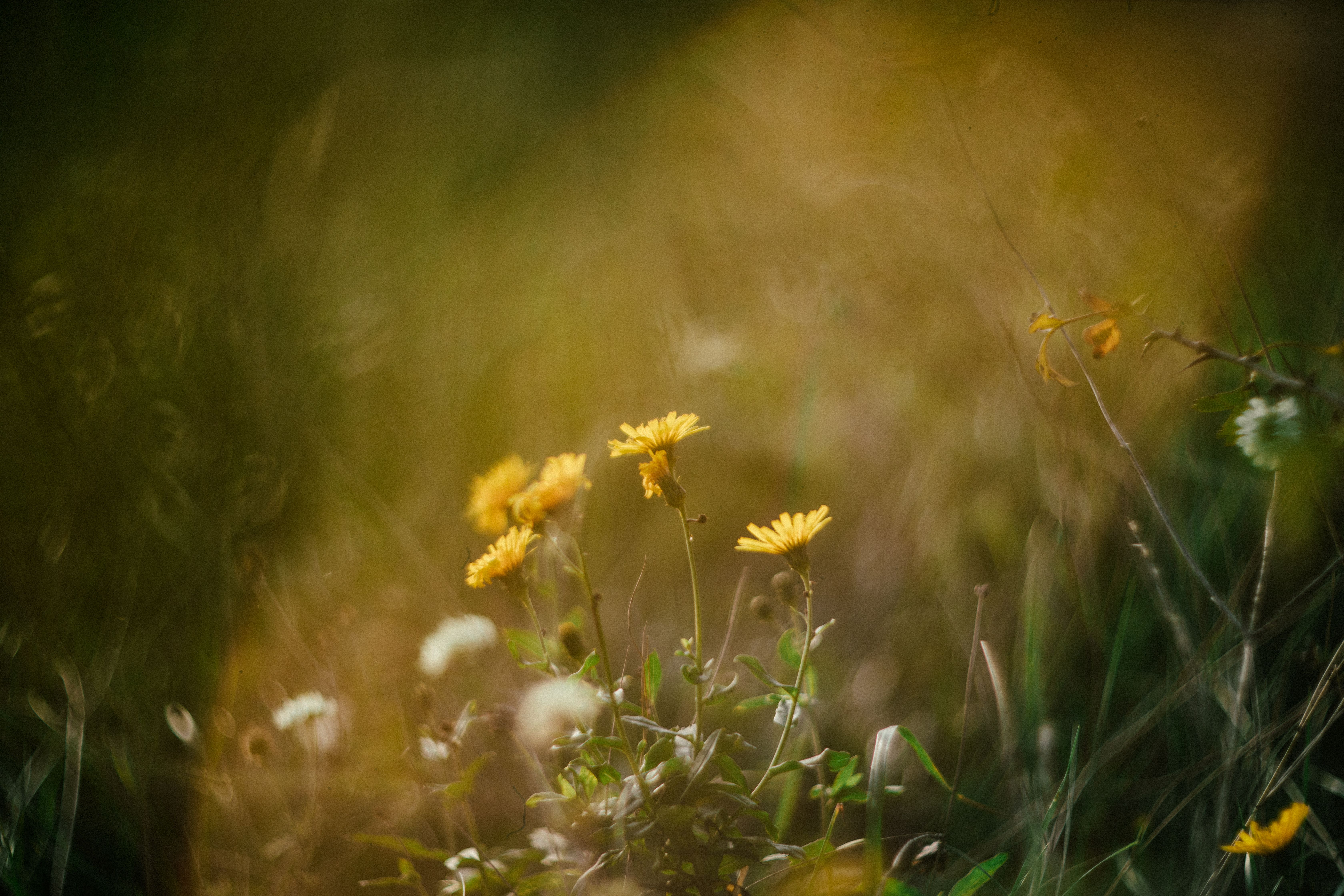 Close-up of Yellow Wildflowers in a Meadow · Free Stock Photo