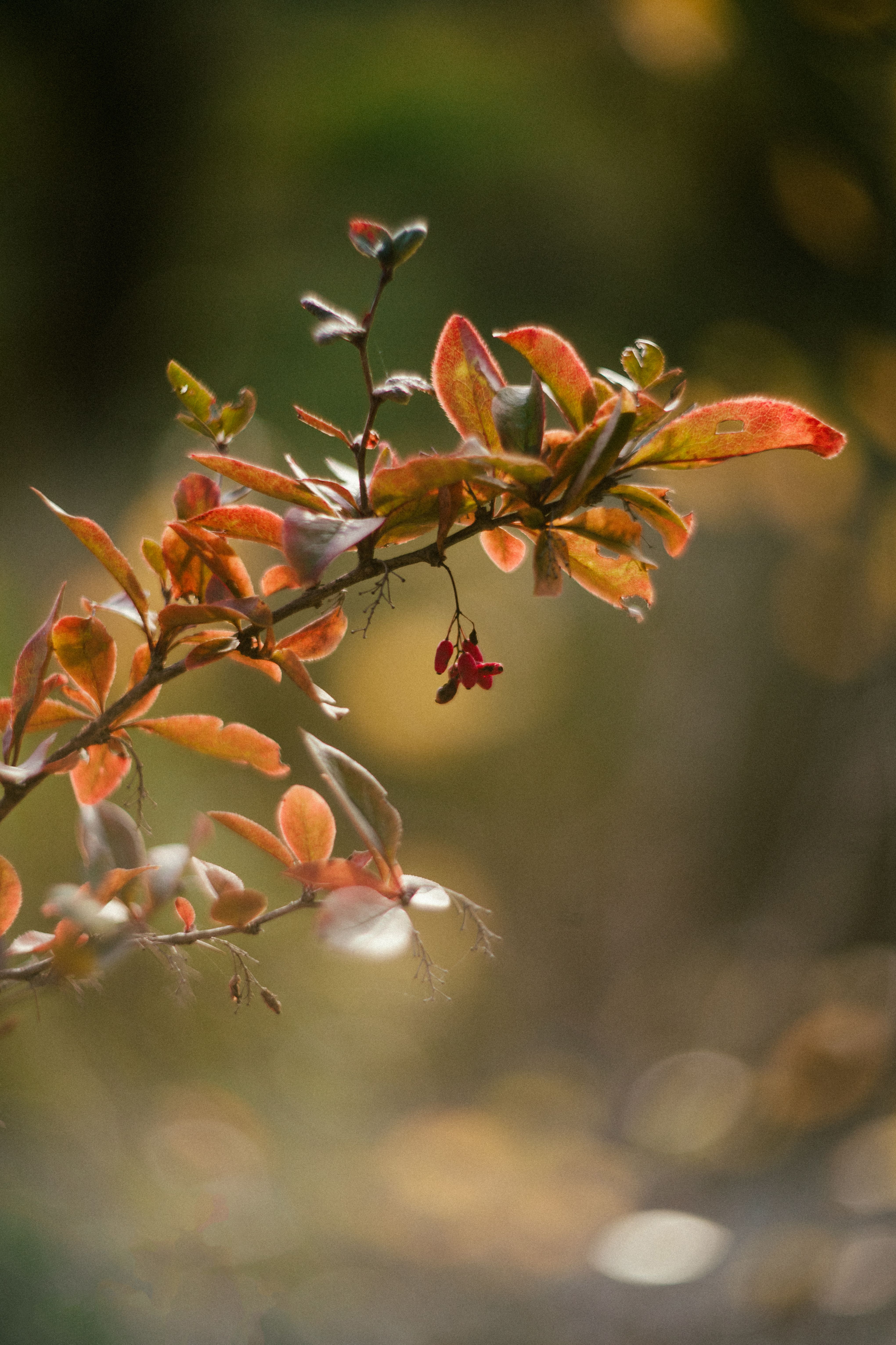 Autumn Leaves on a Branch with Bokeh Background · Free Stock Photo