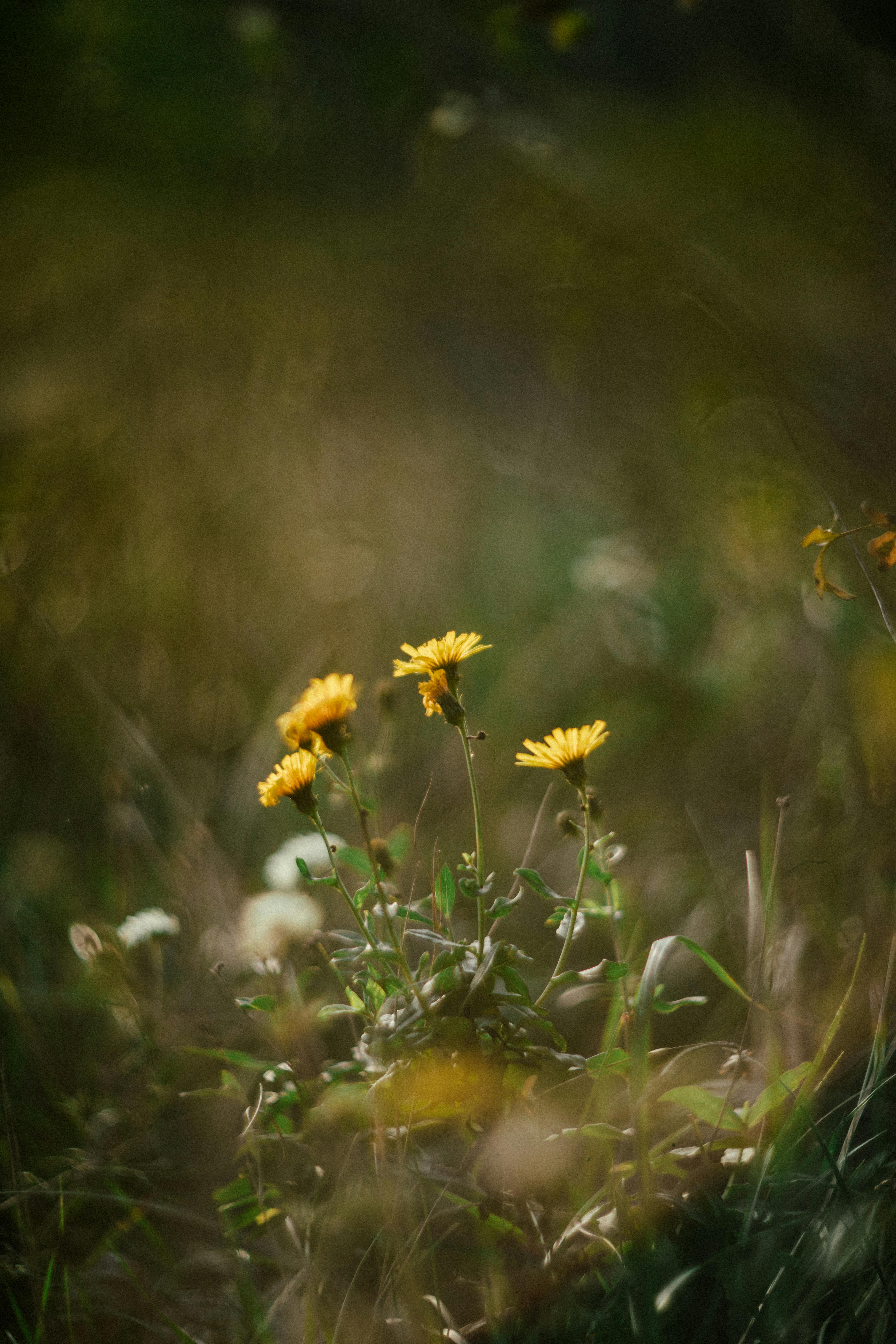 Serene view of wild yellow flowers basking in sunlight in a grassy field, embodying nature's charm.