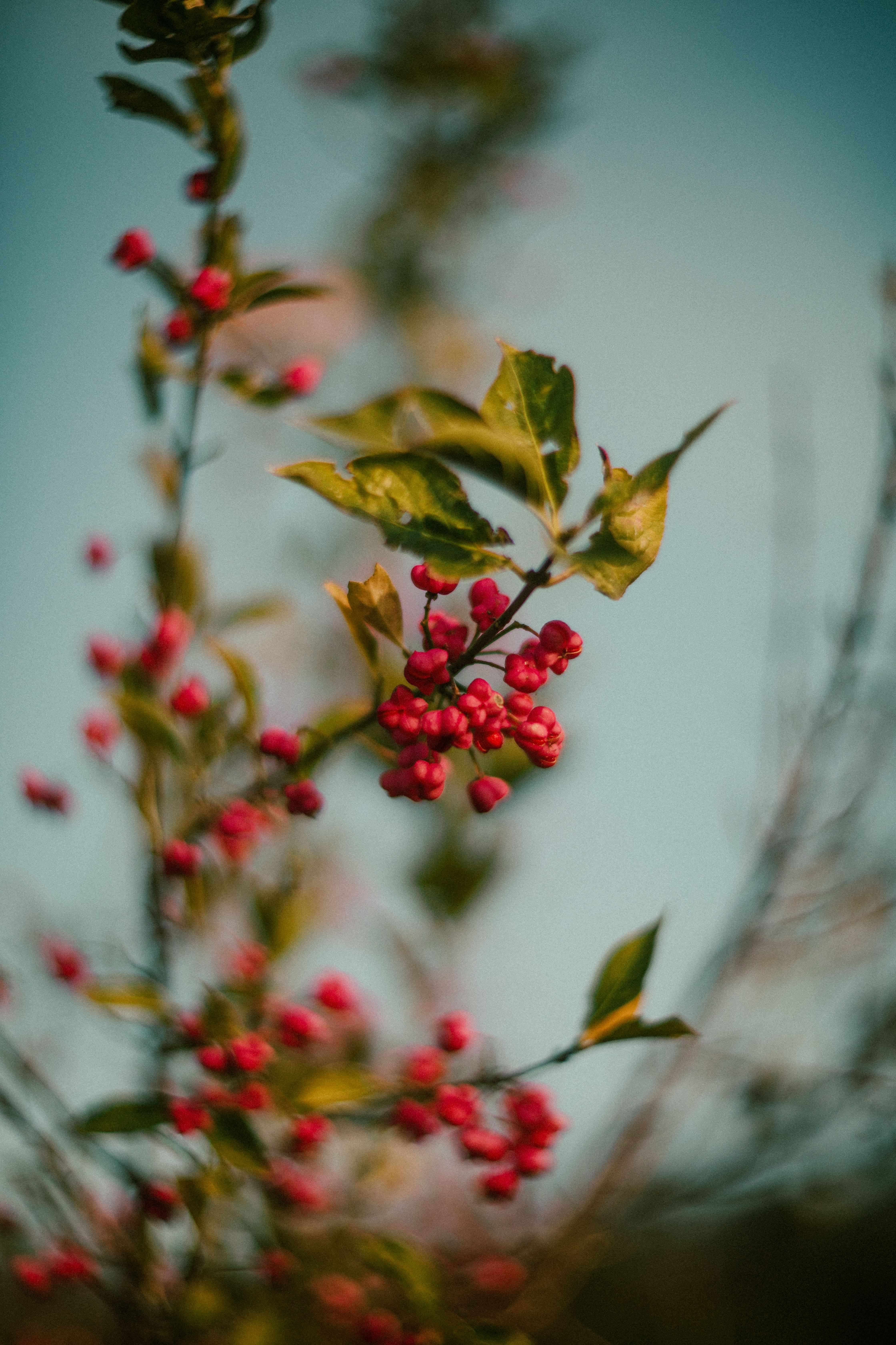 Vibrant Red Berries on a Spring Day · Free Stock Photo