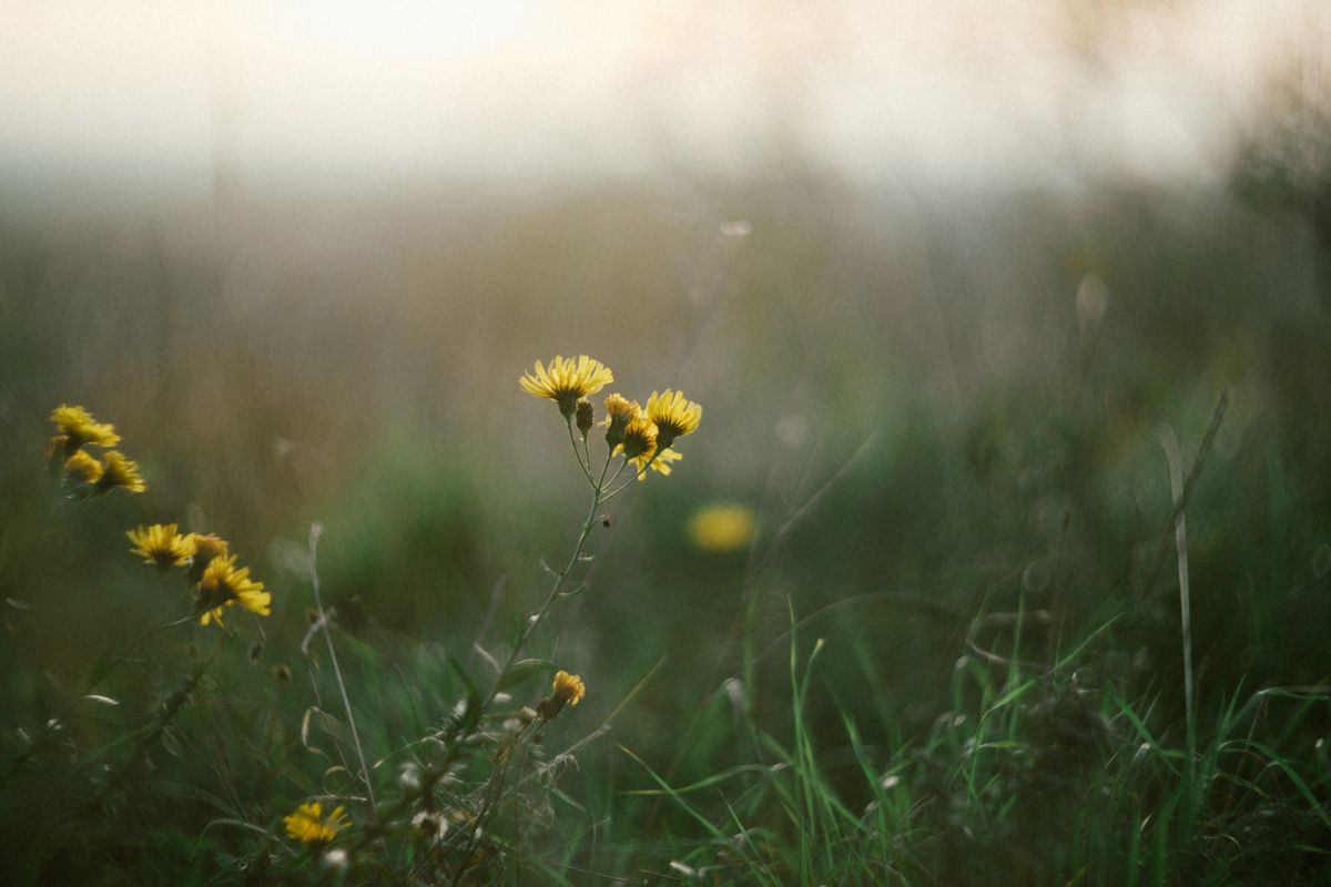 Wildflower field in morning light for pressed flower crafts clock
