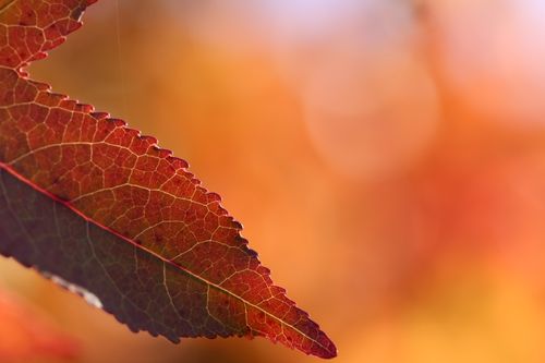 Free Detailed close-up of a single autumn leaf, showcasing veins against a soft, blurred background. Stock Photo