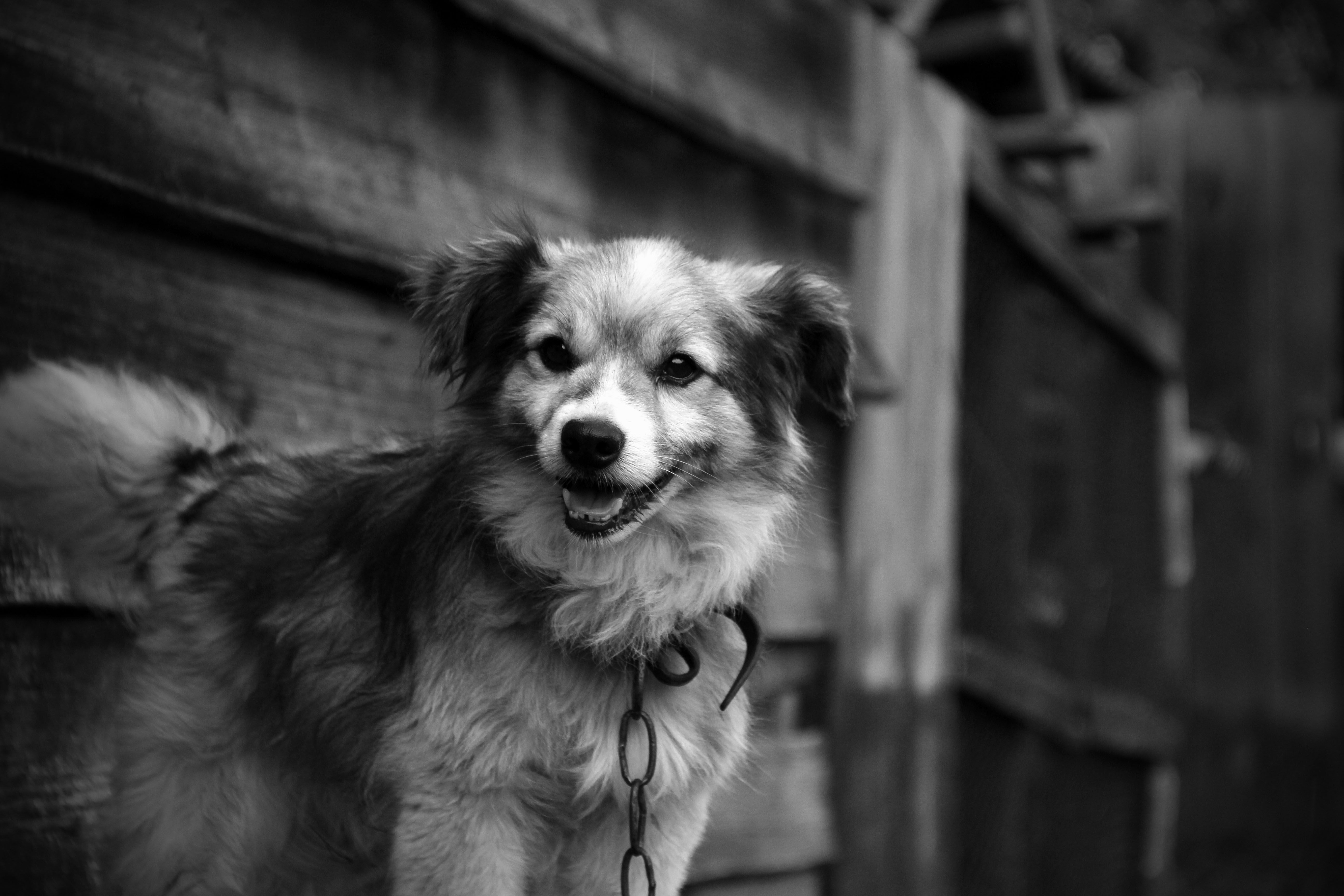 Portrait of a dog at a veterinary clinic