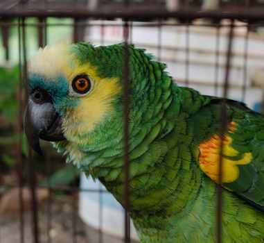 parrot photo