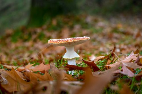 Free Fly agaric mushroom amid fallen autumn leaves in a forest setting. Stock Photo