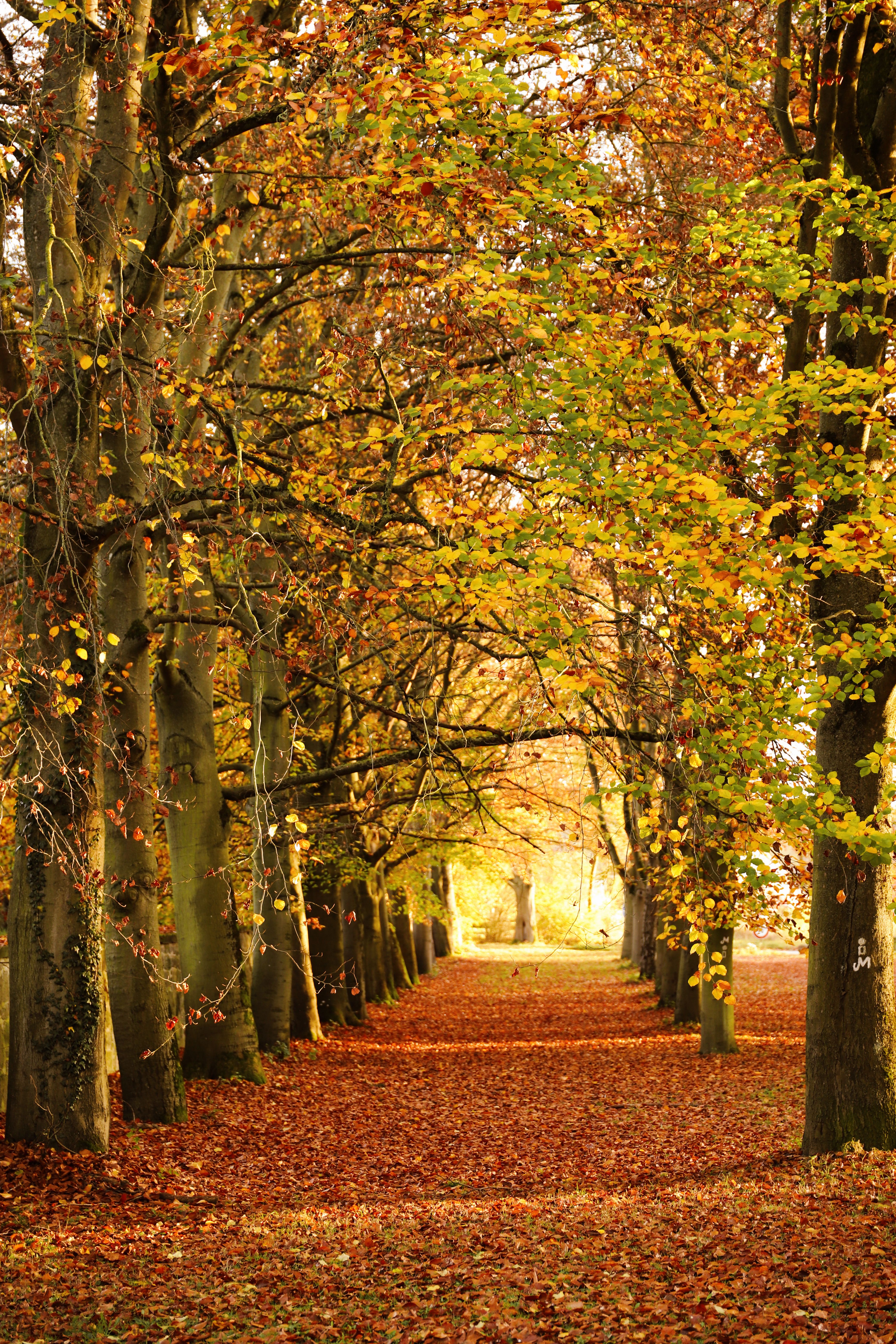 Serene Autumn Avenue with Vibrant Foliage · Free Stock Photo