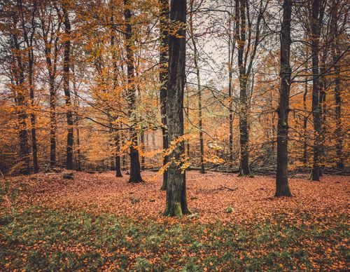 Free Tranquil autumn forest scene with colorful leaves and bare trees. Stock Photo