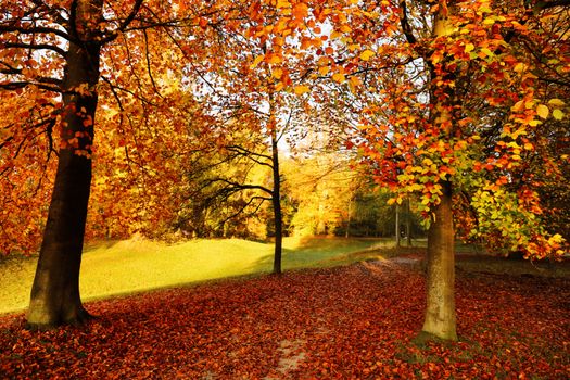Stunning autumn scene with colorful foliage and fallen leaves on a sunlit park path.