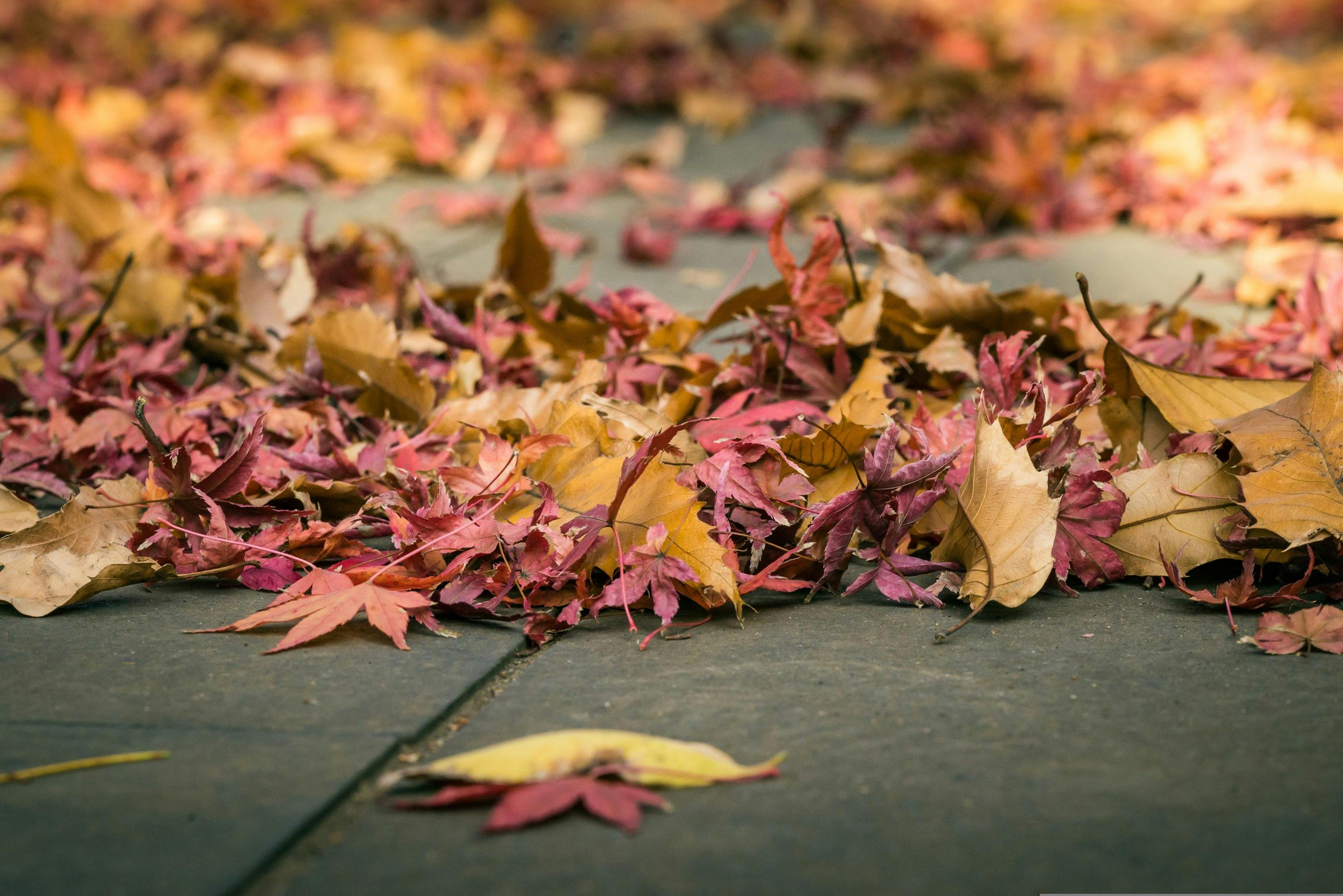 Sharp fall in employee engagement over past two years — Photo by Luke Lawreszuk on Pexels
