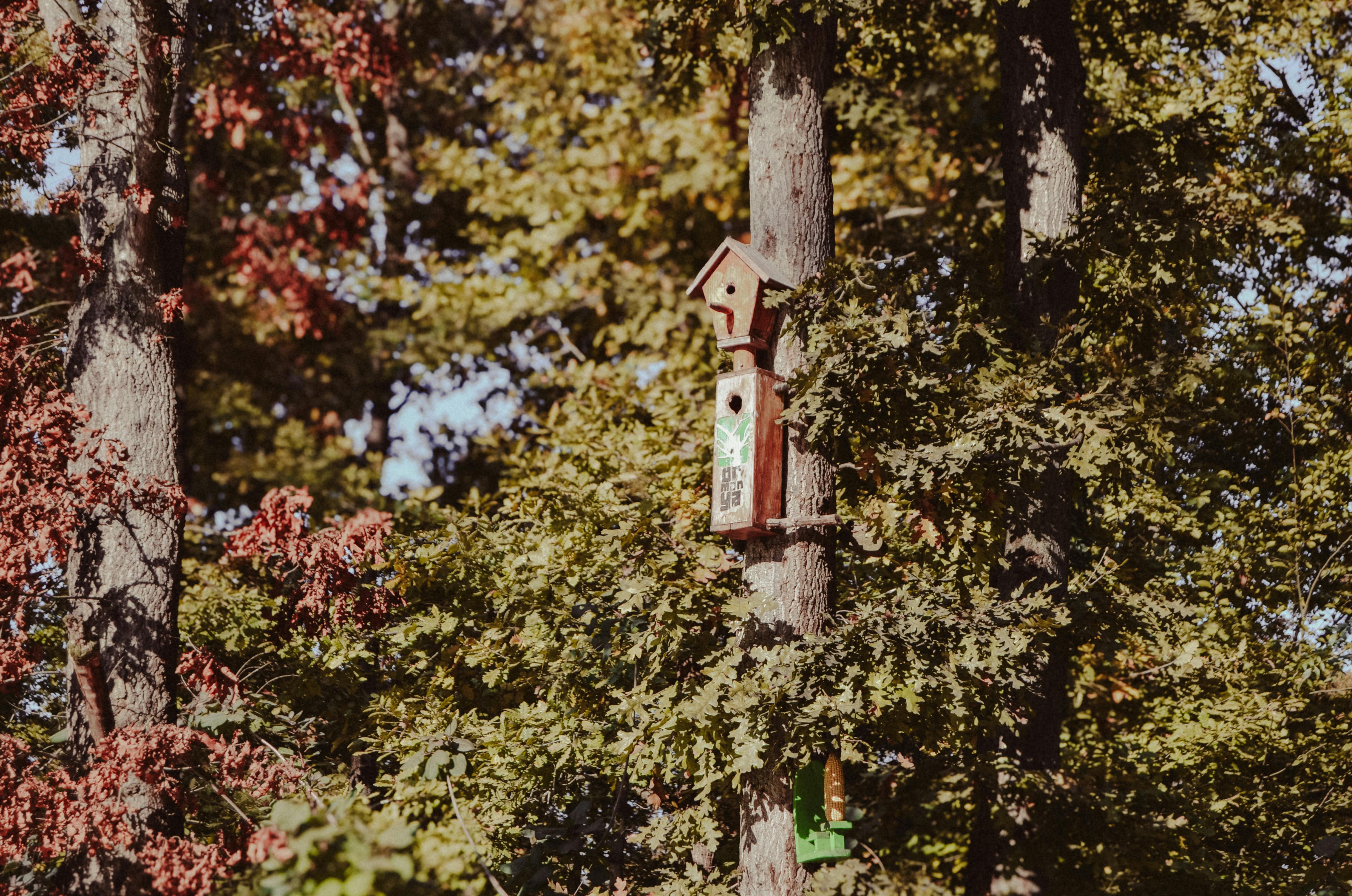 De franc Una encantadora caseta d'ocells de fusta enclavada enmig d'un exuberant fullatge forestal en un dia assolellat. Foto d'estoc