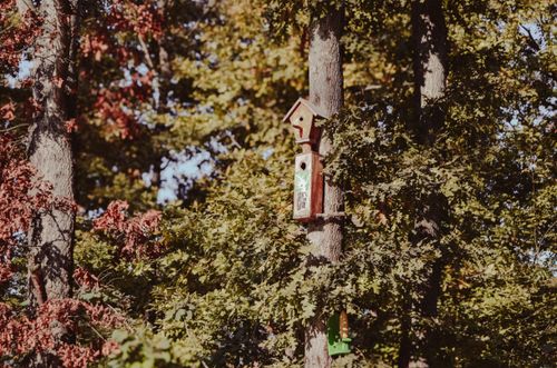 Free A charming wooden birdhouse nestled amidst lush forest foliage on a sunny day. Stock Photo