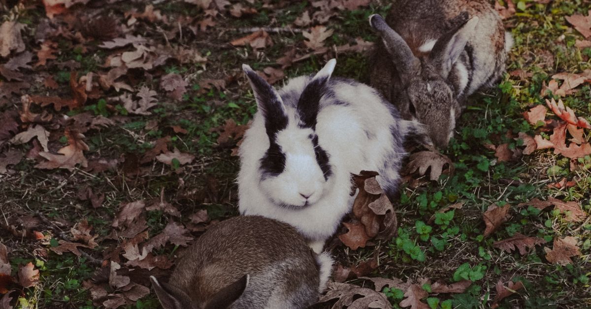 Group of Rabbits Resting in a Leafy Meadow · Free Stock Photo