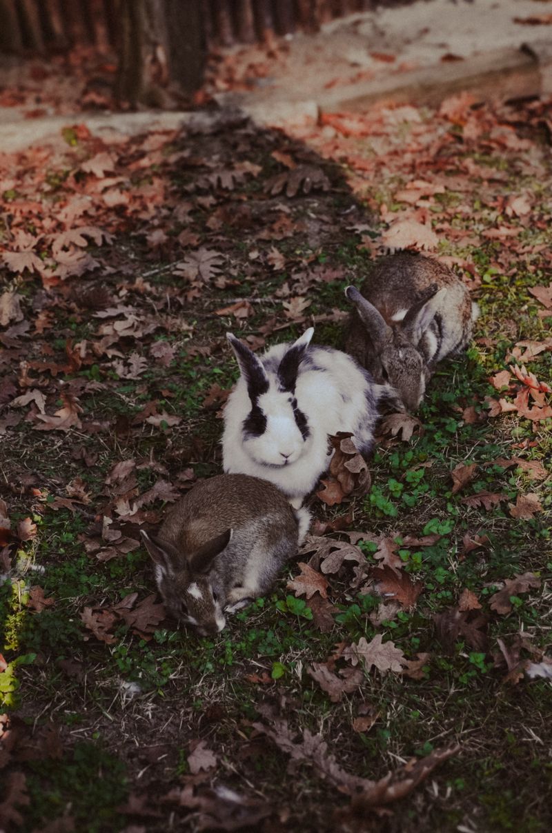 Rabbits Photos, Download The BEST Free Rabbits Stock Photos & HD Images