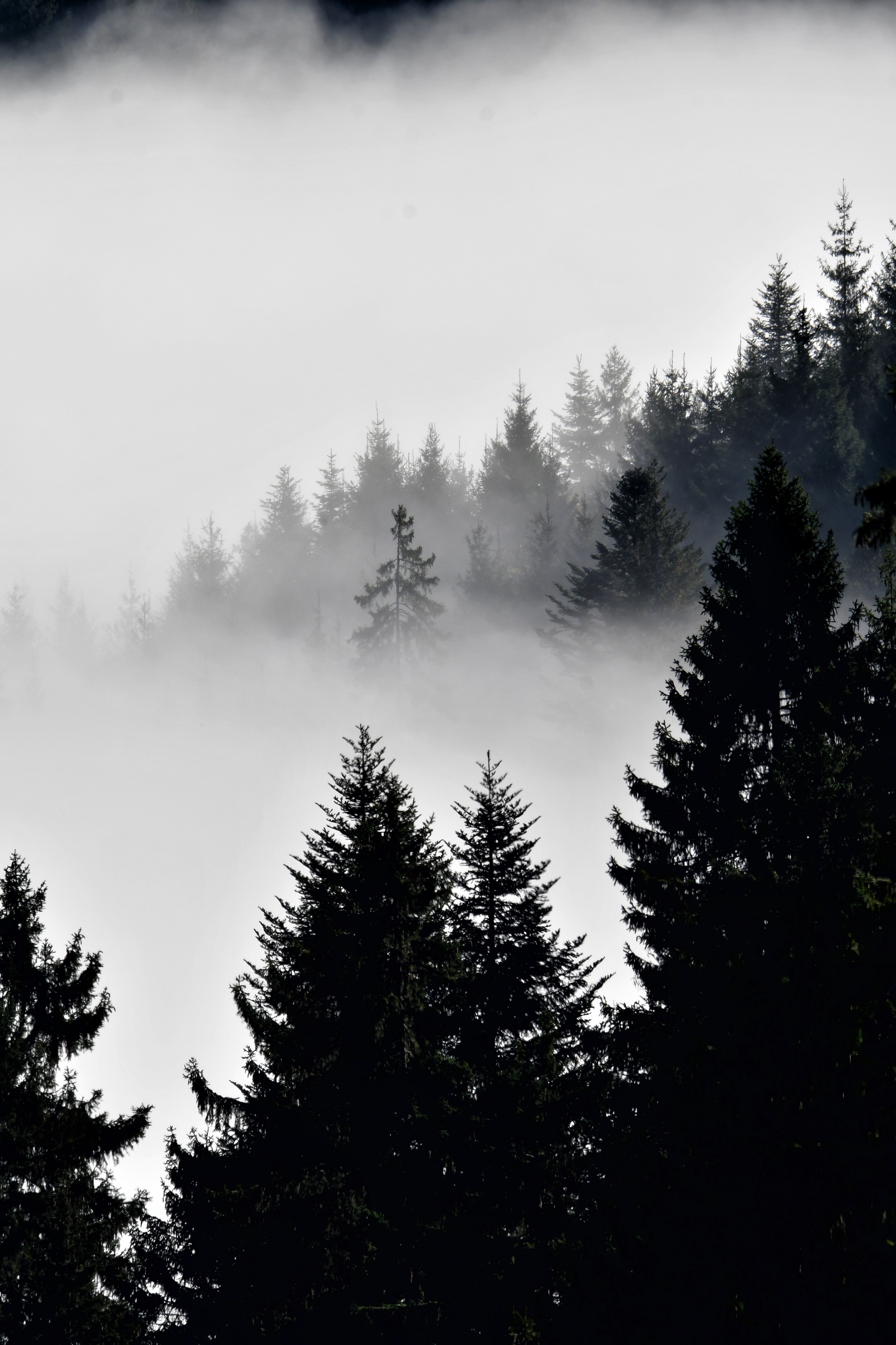 Misty Pine Forest Under Fog at Dawn 4K iPhone 17 Wallpaper