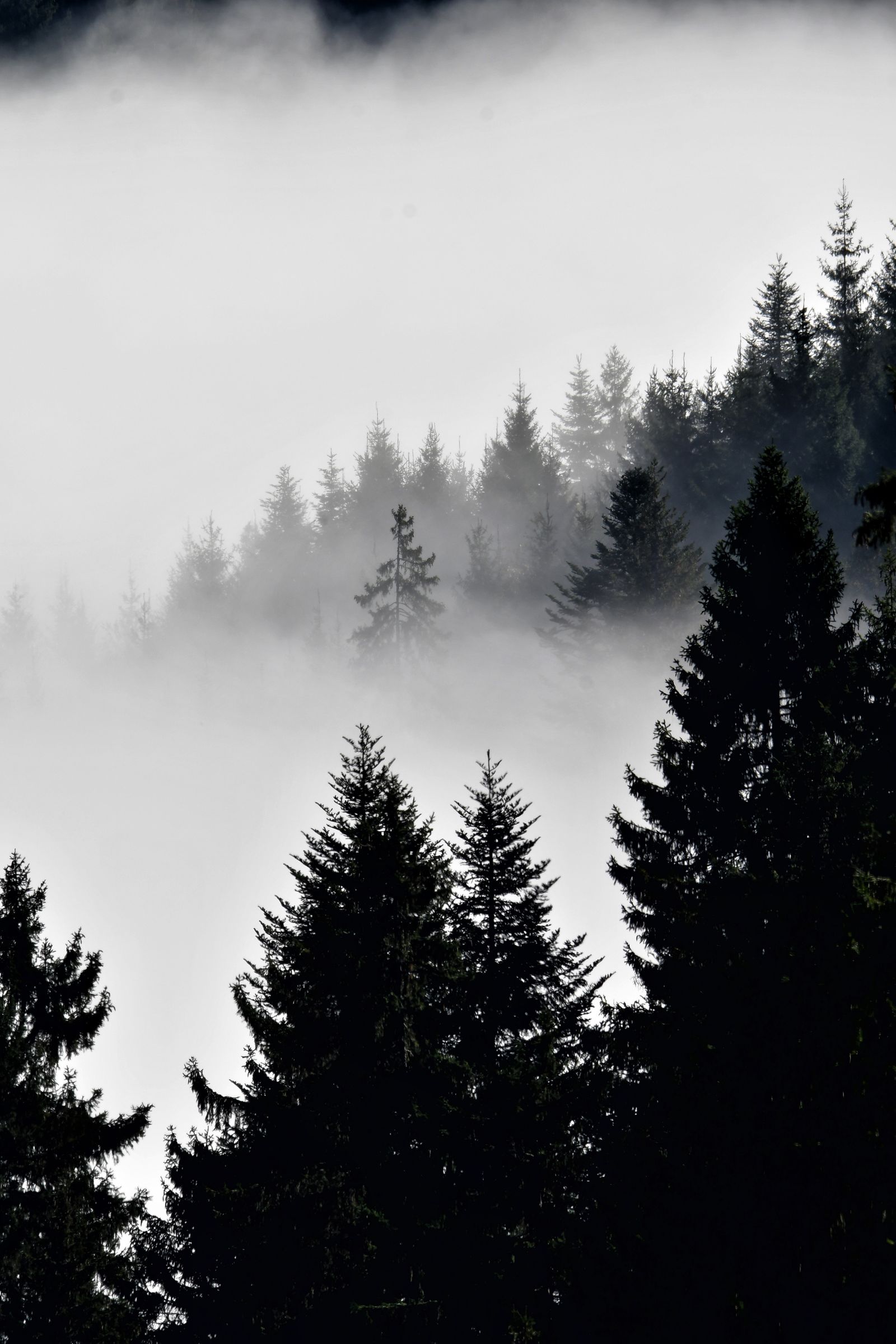 Misty pine hills surrounding Sainik School Meghalaya