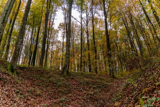 Serene autumn forest with tall trees in Podgarić, Croatia. Vibrant foliage under a cloudy sky.