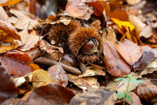 Free Detailed view of chestnuts in spiky shells lying amidst dry autumn leaves in a forest setting. Stock Photo