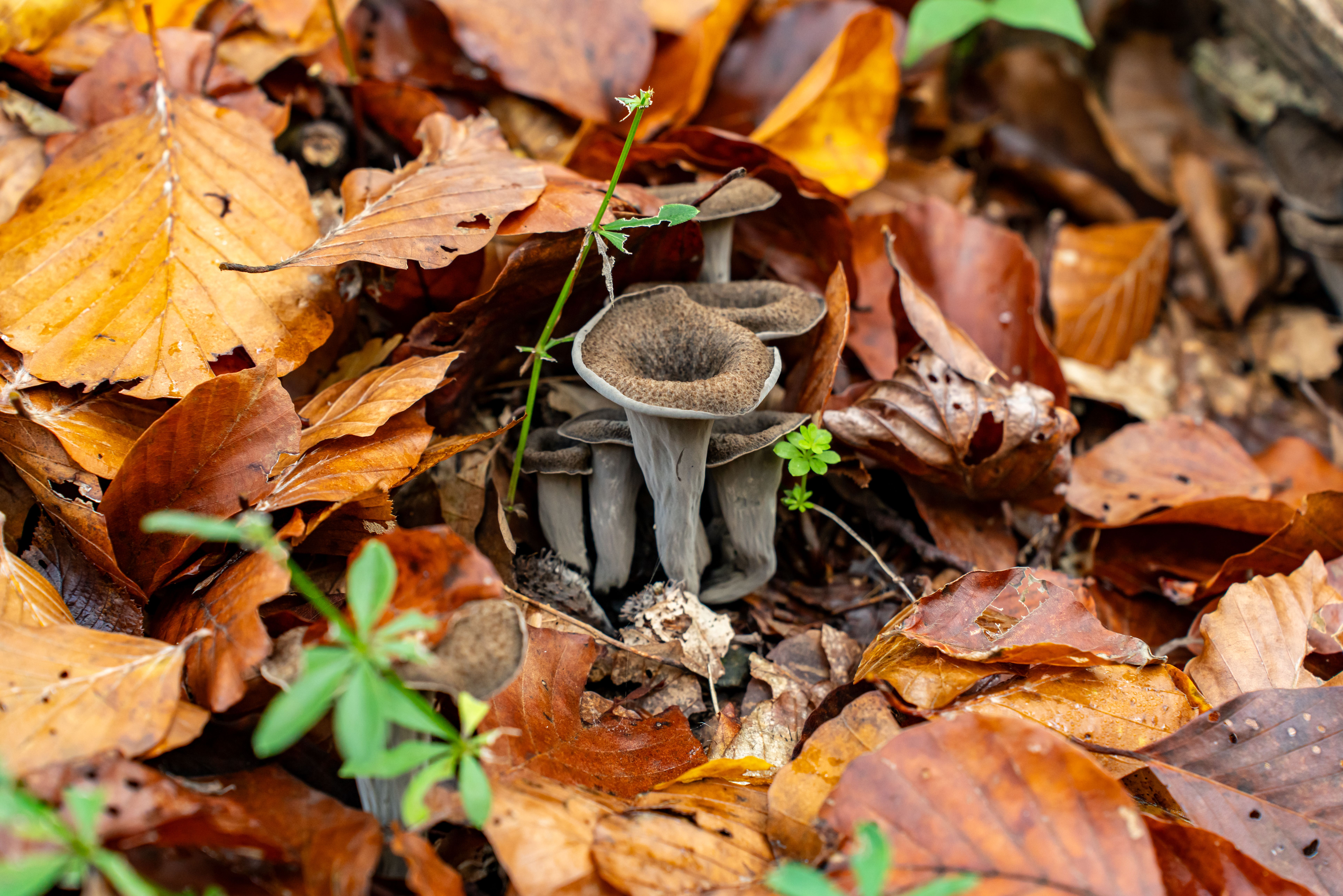 Thick-stemmed king trumpet mushrooms arranged on hessian