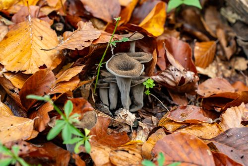 Black trumpet mushrooms among autumn leaves