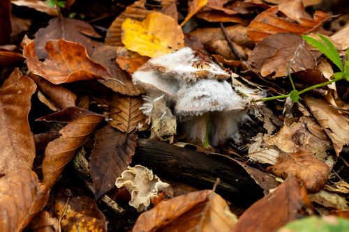 Free Mushroom with mold amidst colorful autumn leaves on a forest floor. Stock Photo