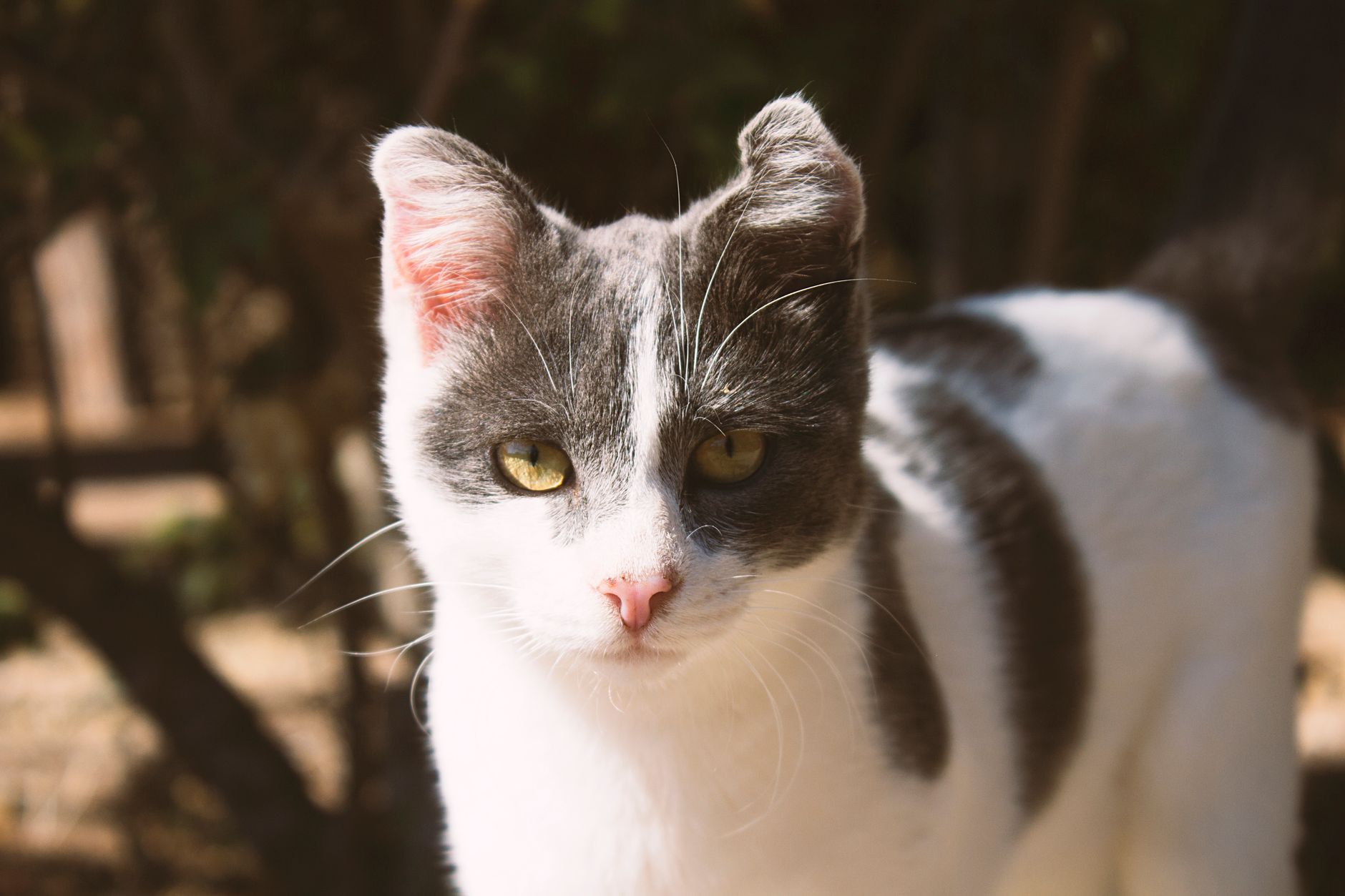 Portrait of a cat at a veterinary clinic