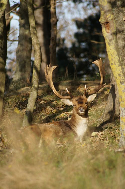 Free A fallow deer with large antlers lies in a sunlit forest, showcasing autumn vibes. Stock Photo