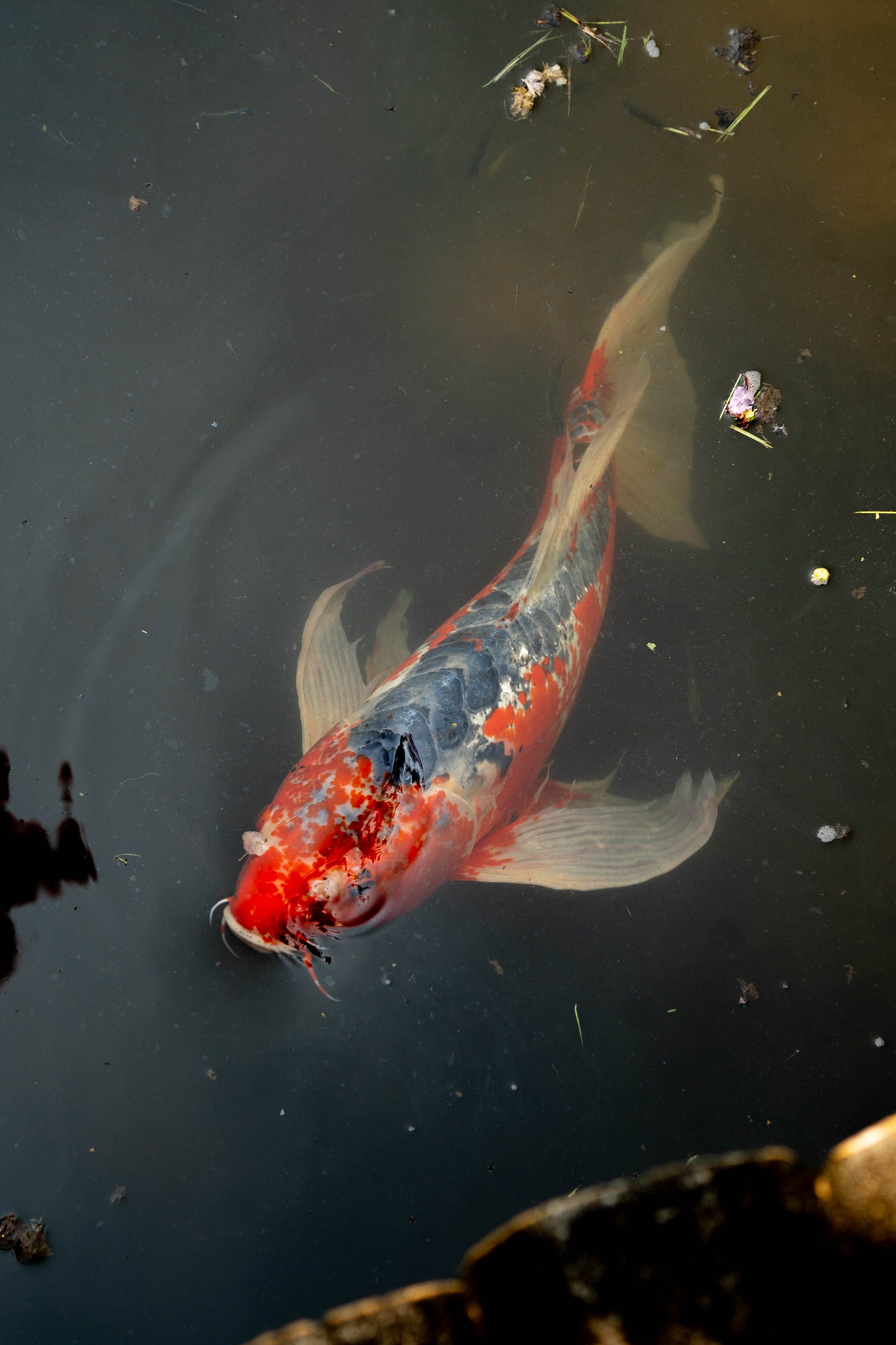 Vibrant Red and Black Koi Fish in Pond Water · Free Stock Photo