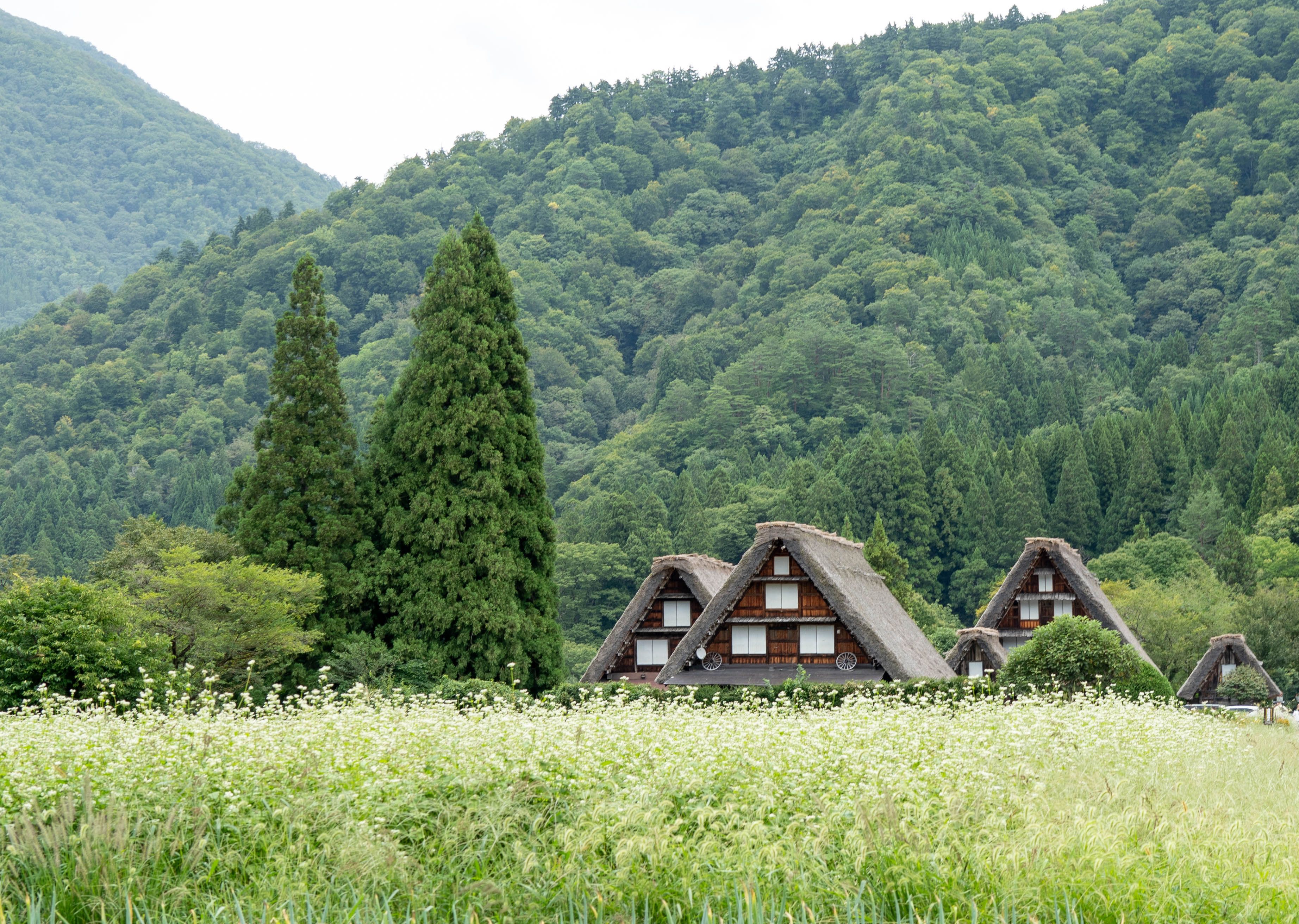 Traditional Japanese Farmhouses in Lush Countryside · Free Stock Photo