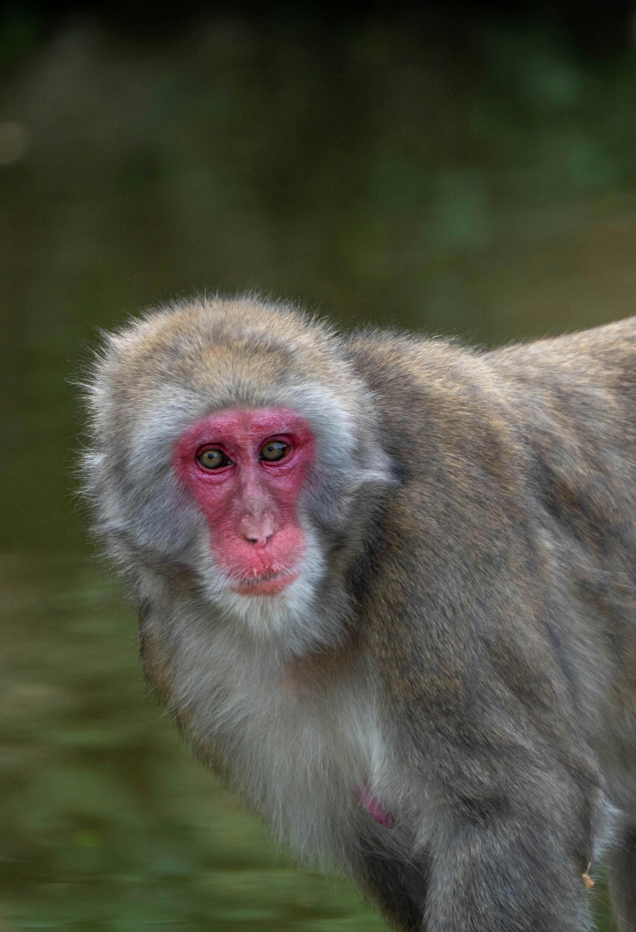 Japanese monkey様