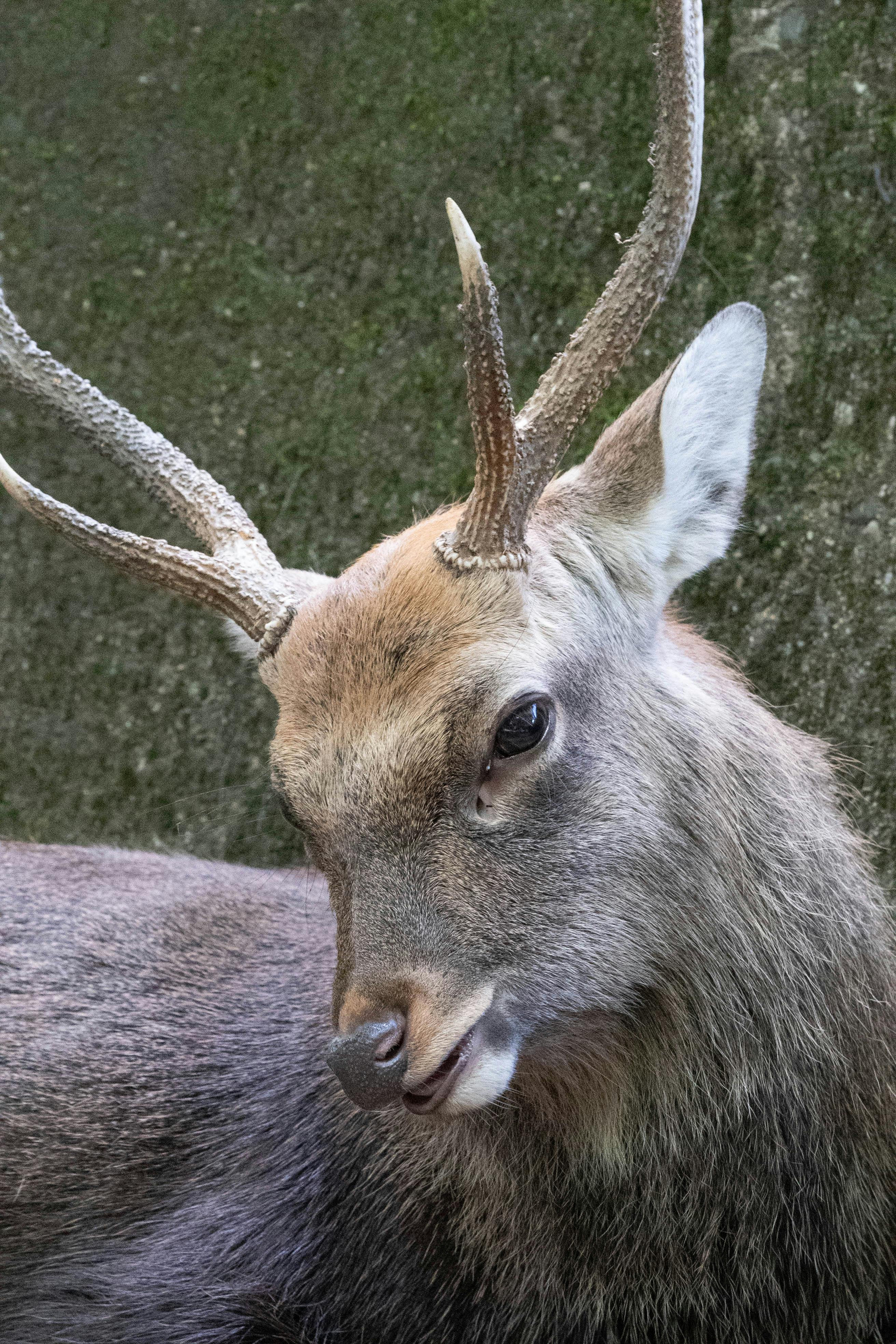 grátis Foto profissional grátis de @exterior, 3x4, animais selvagens Foto profissional