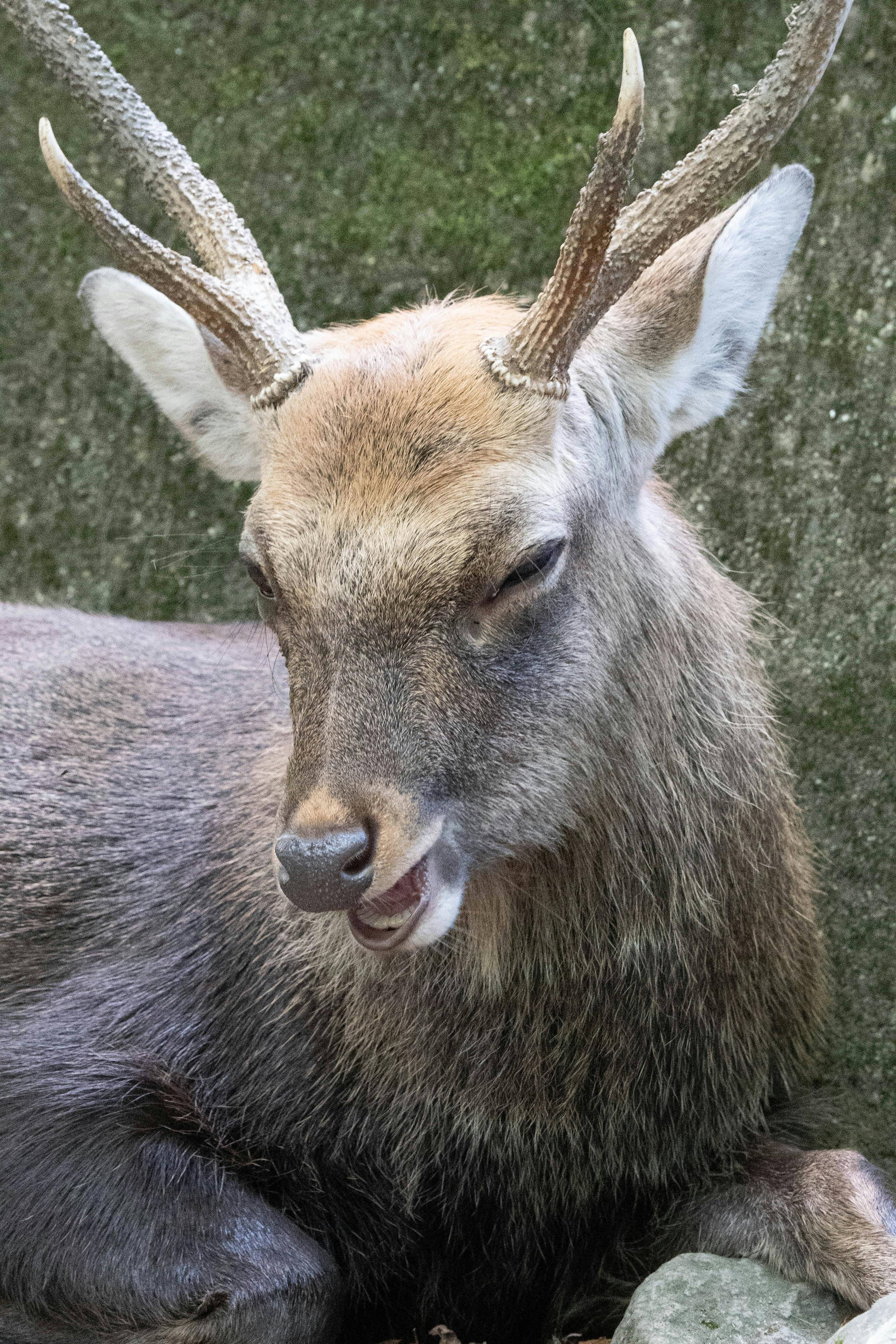 grátis Foto em close de um cervo descansando, exibindo seus chifres detalhados e comportamento relaxado. Foto profissional