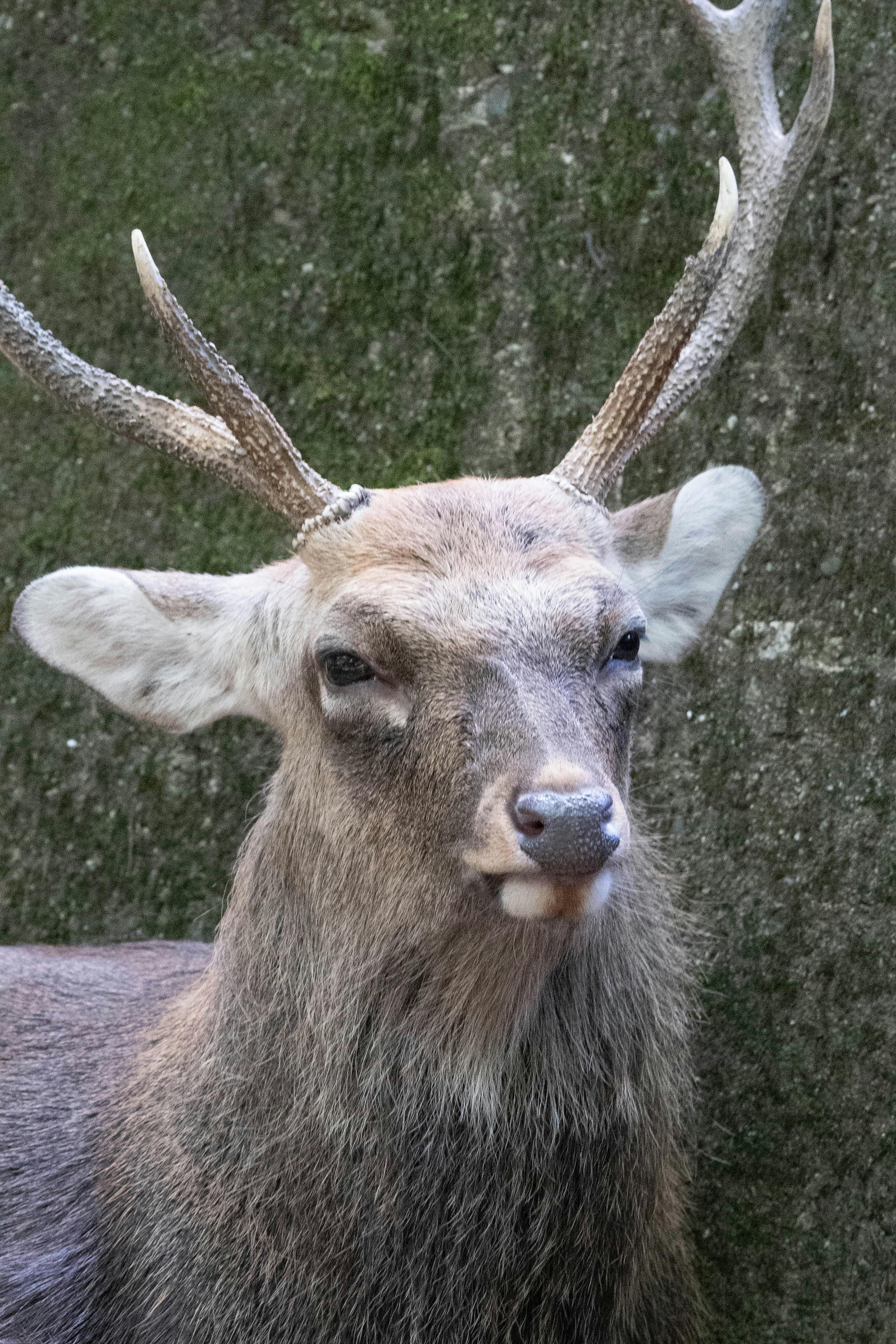 grátis Um retrato detalhado de um veado sika exibindo seus chifres e pelo texturizado. Foto profissional