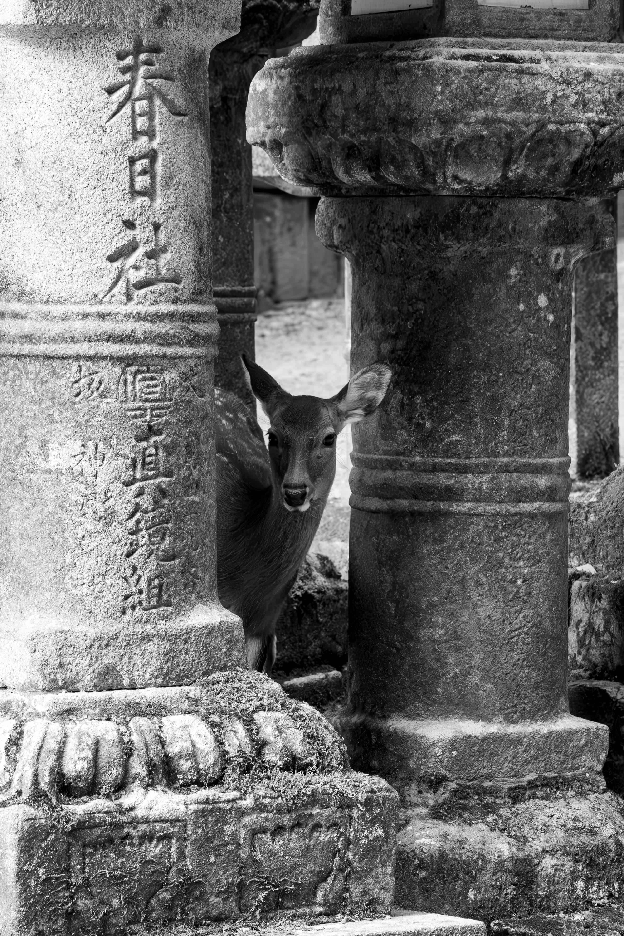A deer peeks between ancient stone lanterns in a serene Nara setting, capturing a mystical blend of nature and history.